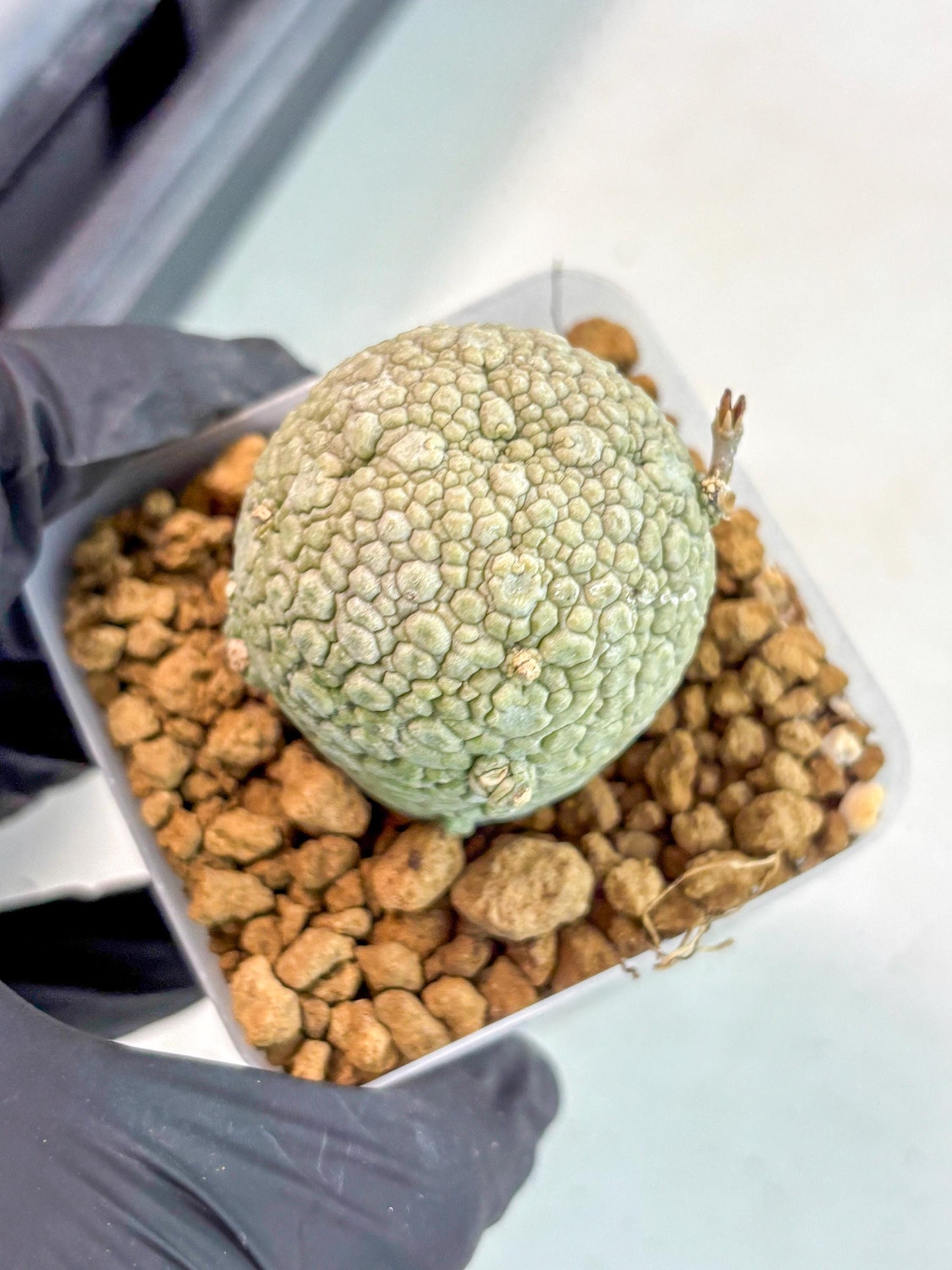 Pseudolithos Migiurtinus (14) | Rare Cactus