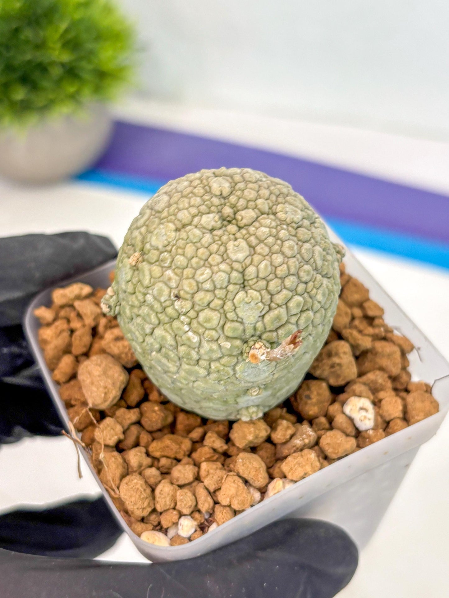 Pseudolithos Migiurtinus (14) | Rare Cactus