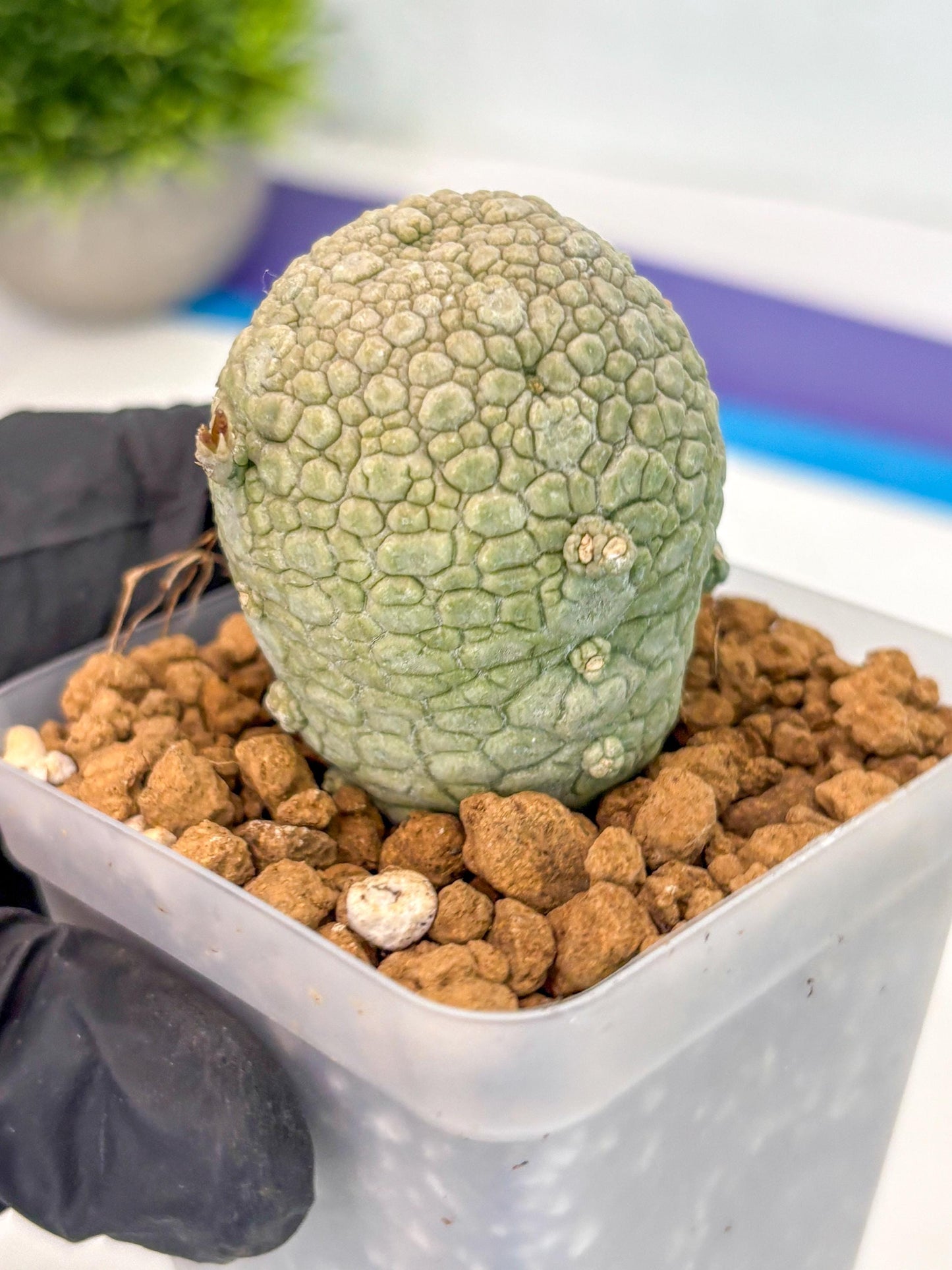 Pseudolithos Migiurtinus (14) | Rare Cactus