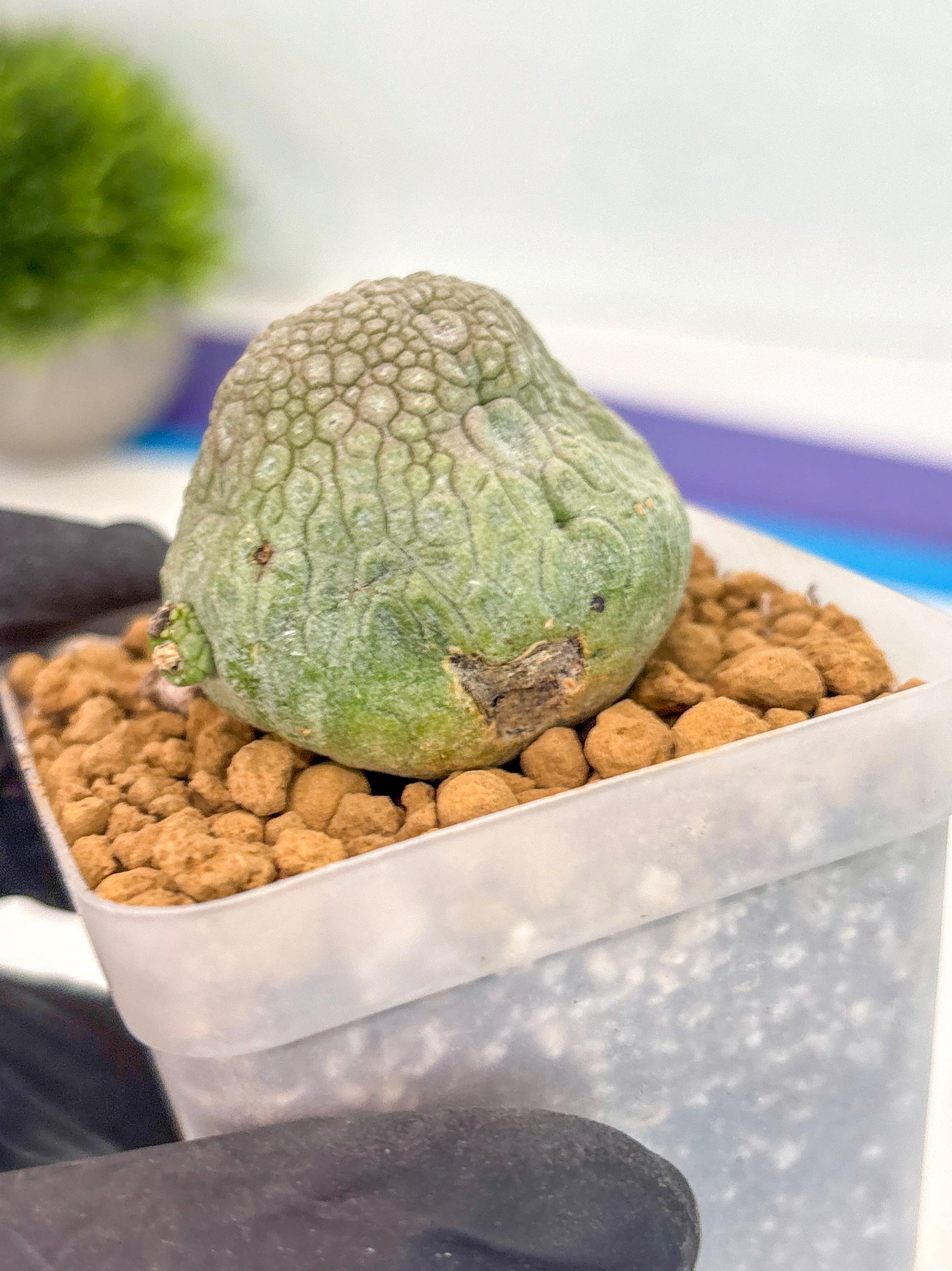 Pseudolithos Migiurtinus (17) | Rare Cactus