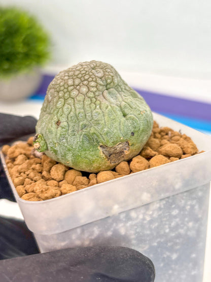 Pseudolithos Migiurtinus (17) | Rare Cactus