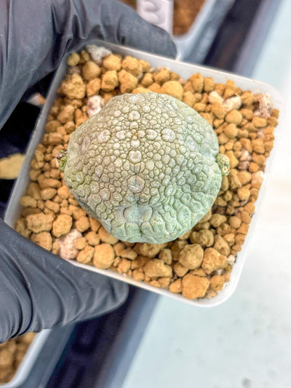 Pseudolithos Migiurtinus (17) | Rare Cactus