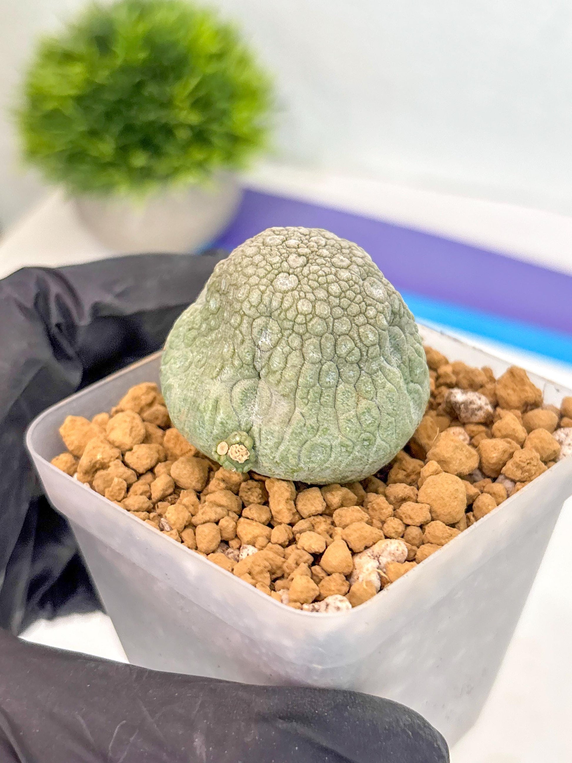 Pseudolithos Migiurtinus (17) | Rare Cactus