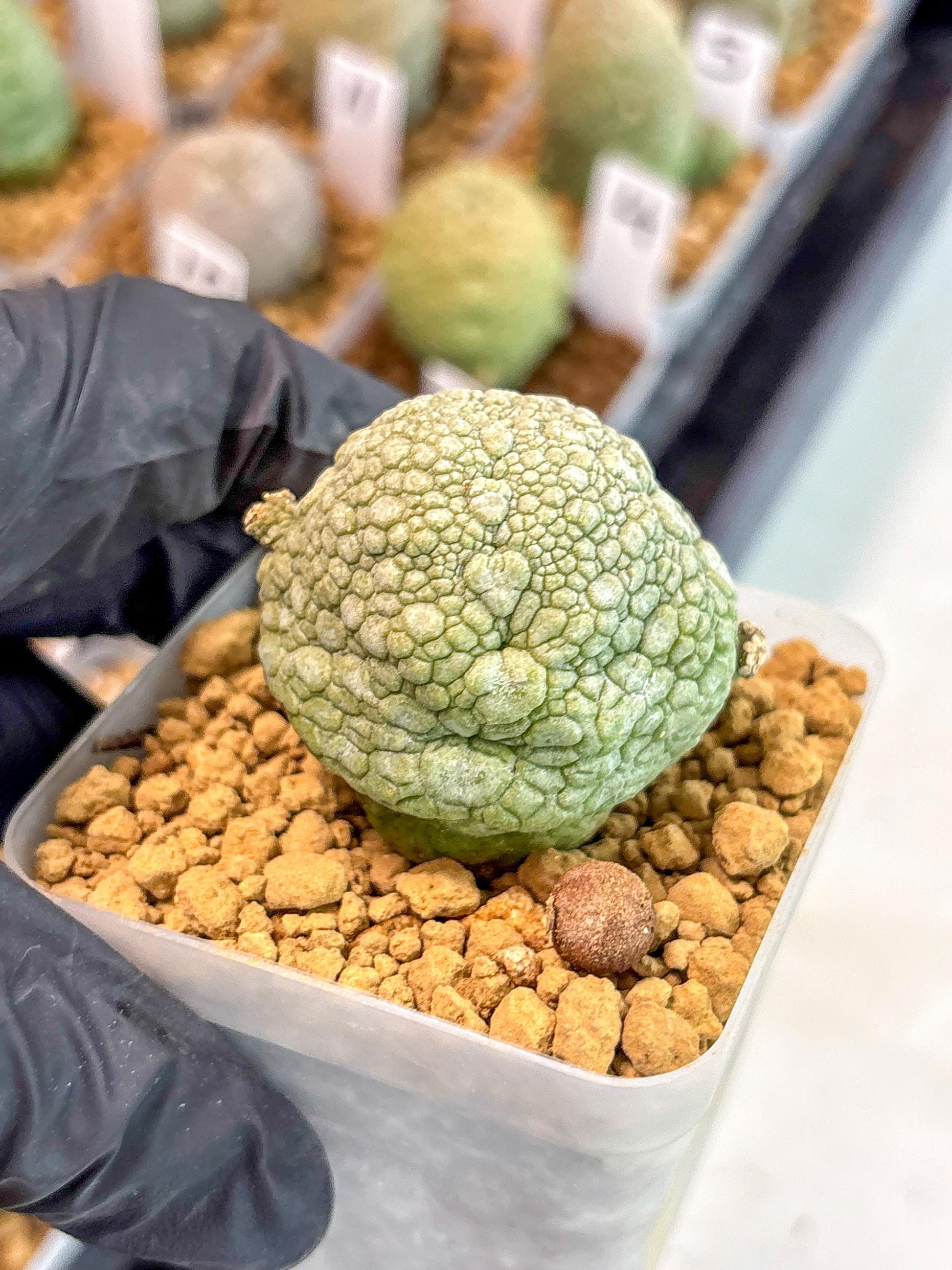 Pseudolithos Migiurtinus (18) | Rare Cactus