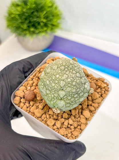 Pseudolithos Migiurtinus (18) | Rare Cactus