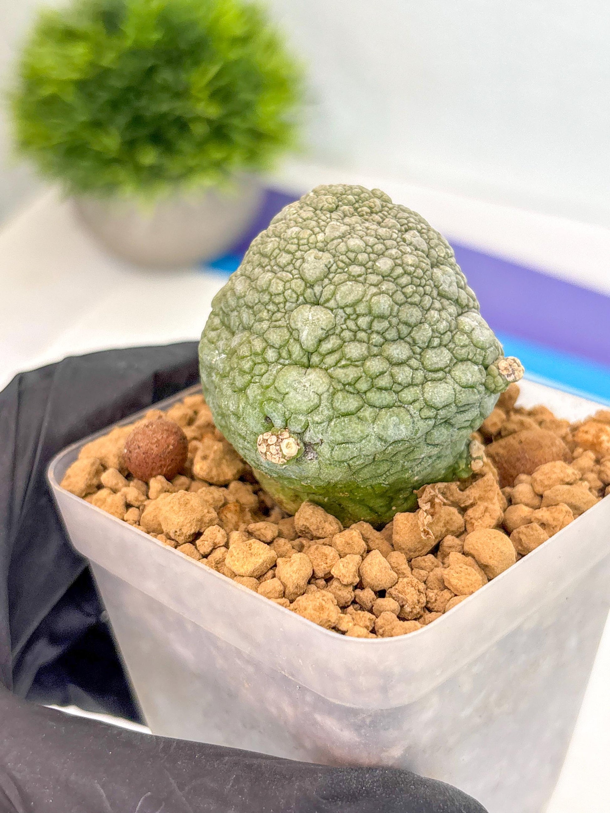 Pseudolithos Migiurtinus (18) | Rare Cactus