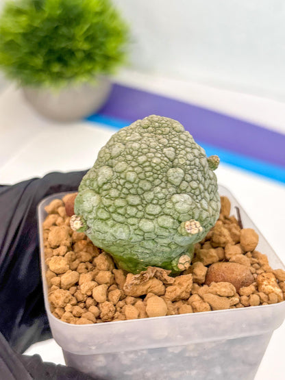 Pseudolithos Migiurtinus (18) | Rare Cactus