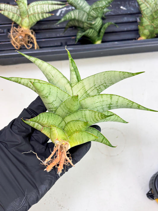 Sansevieria sagahayang (Ha4) (14) | Hybrid Snake Plant