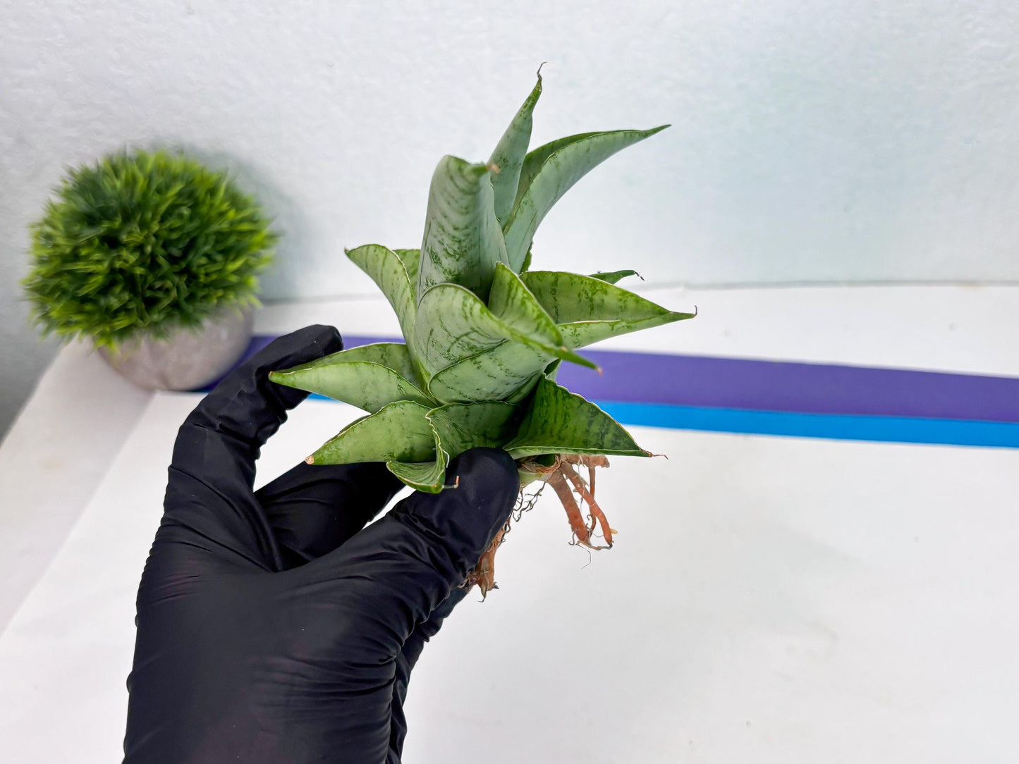 Sansevieria sagahayang (Ha4) (14) | Hybrid Snake Plant