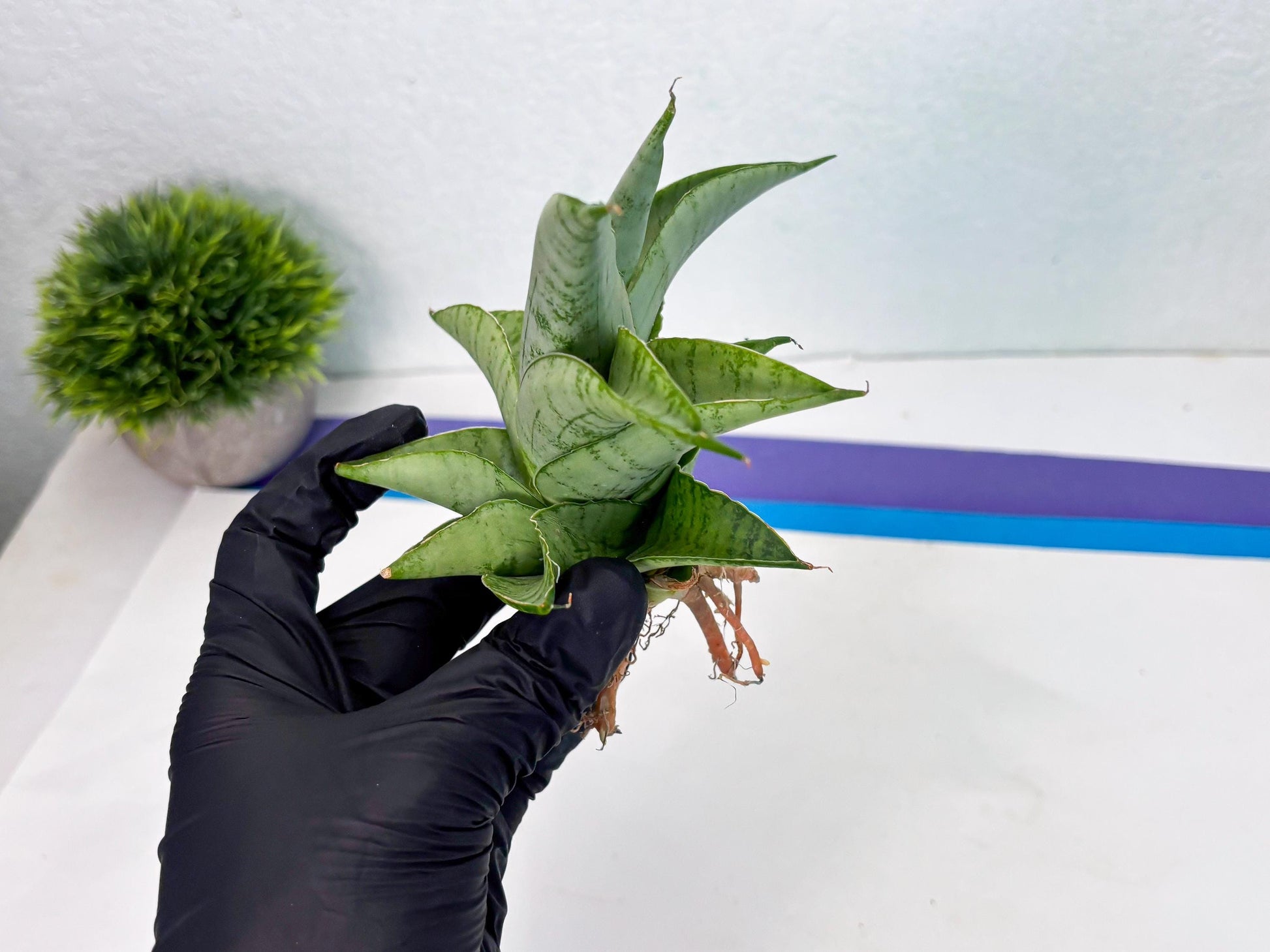 Sansevieria sagahayang (Ha4) (14) | Hybrid Snake Plant