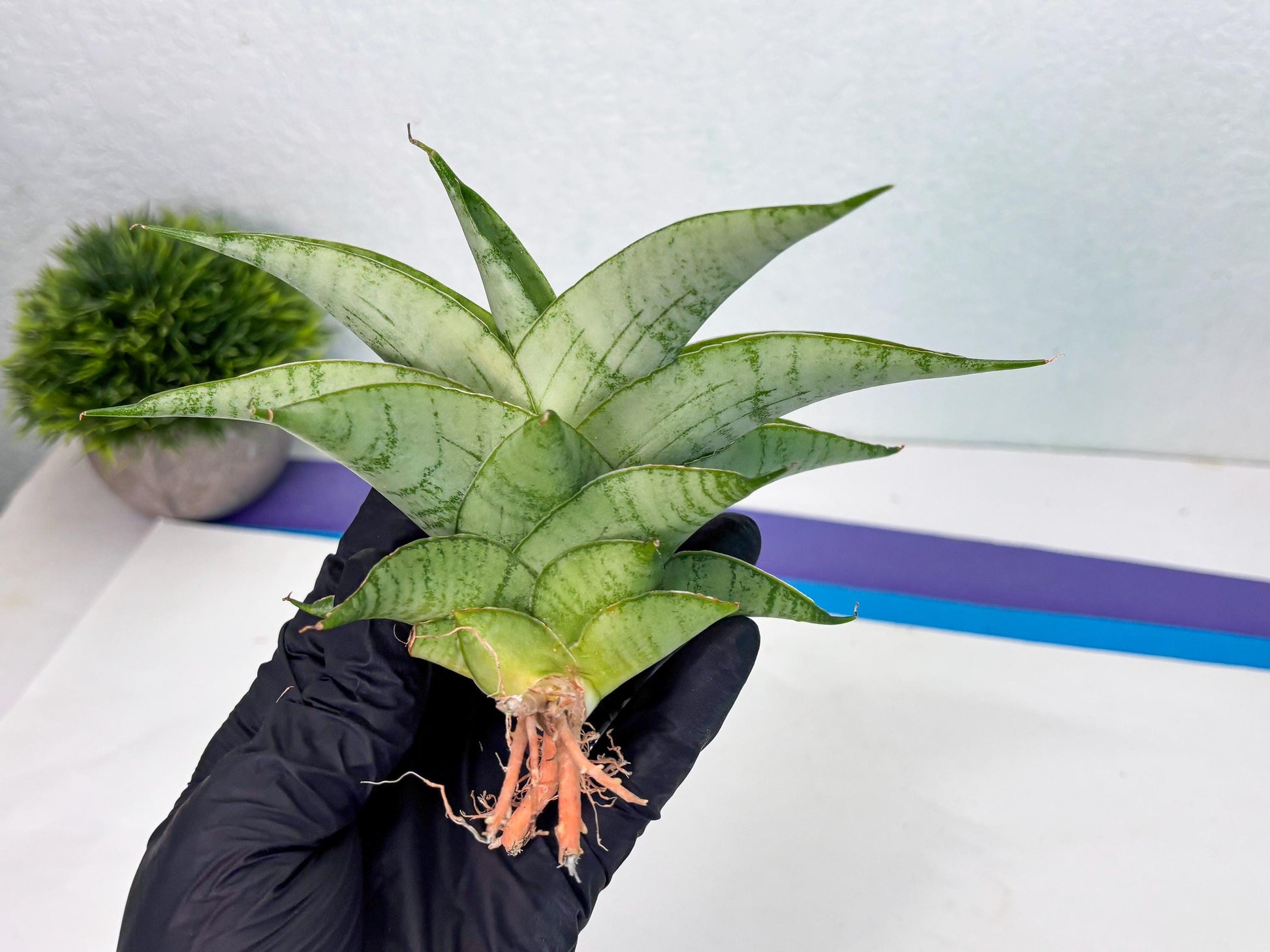 Sansevieria sagahayang (Ha4) (14) | Hybrid Snake Plant