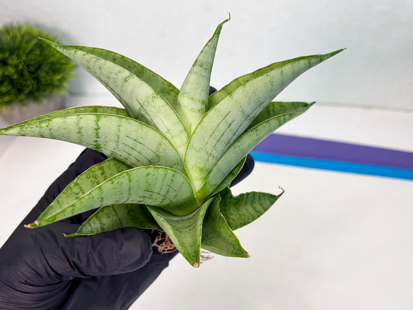 Sansevieria sagahayang (Ha4) (14) | Hybrid Snake Plant