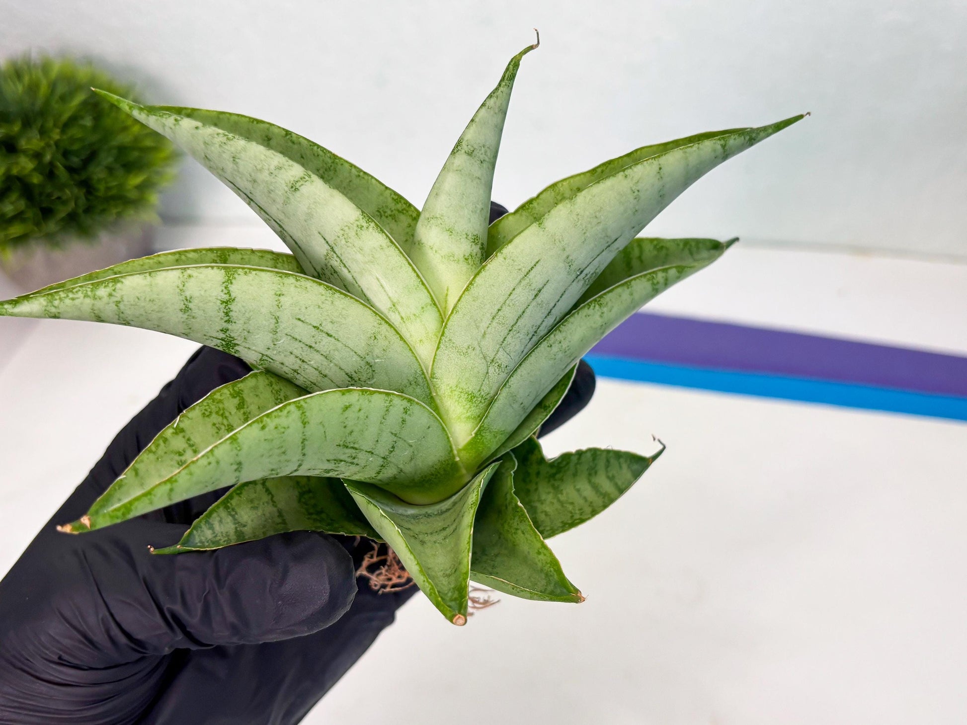 Sansevieria sagahayang (Ha4) (14) | Hybrid Snake Plant