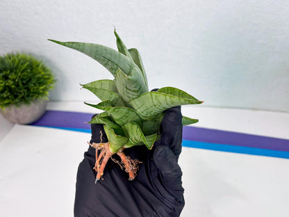 Sansevieria sagahayang (Ha4) (14) | Hybrid Snake Plant