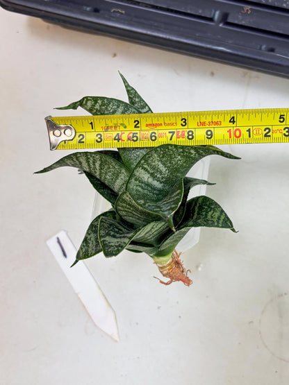 Sansevieria Dipsi (Ha5) (1) | Rare hybrid Snake Plant