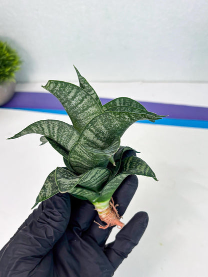 Sansevieria Dipsi (Ha5) (1) | Rare hybrid Snake Plant