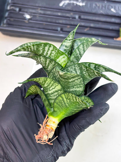 Sansevieria Dipsi (Ha5) (1) | Rare hybrid Snake Plant