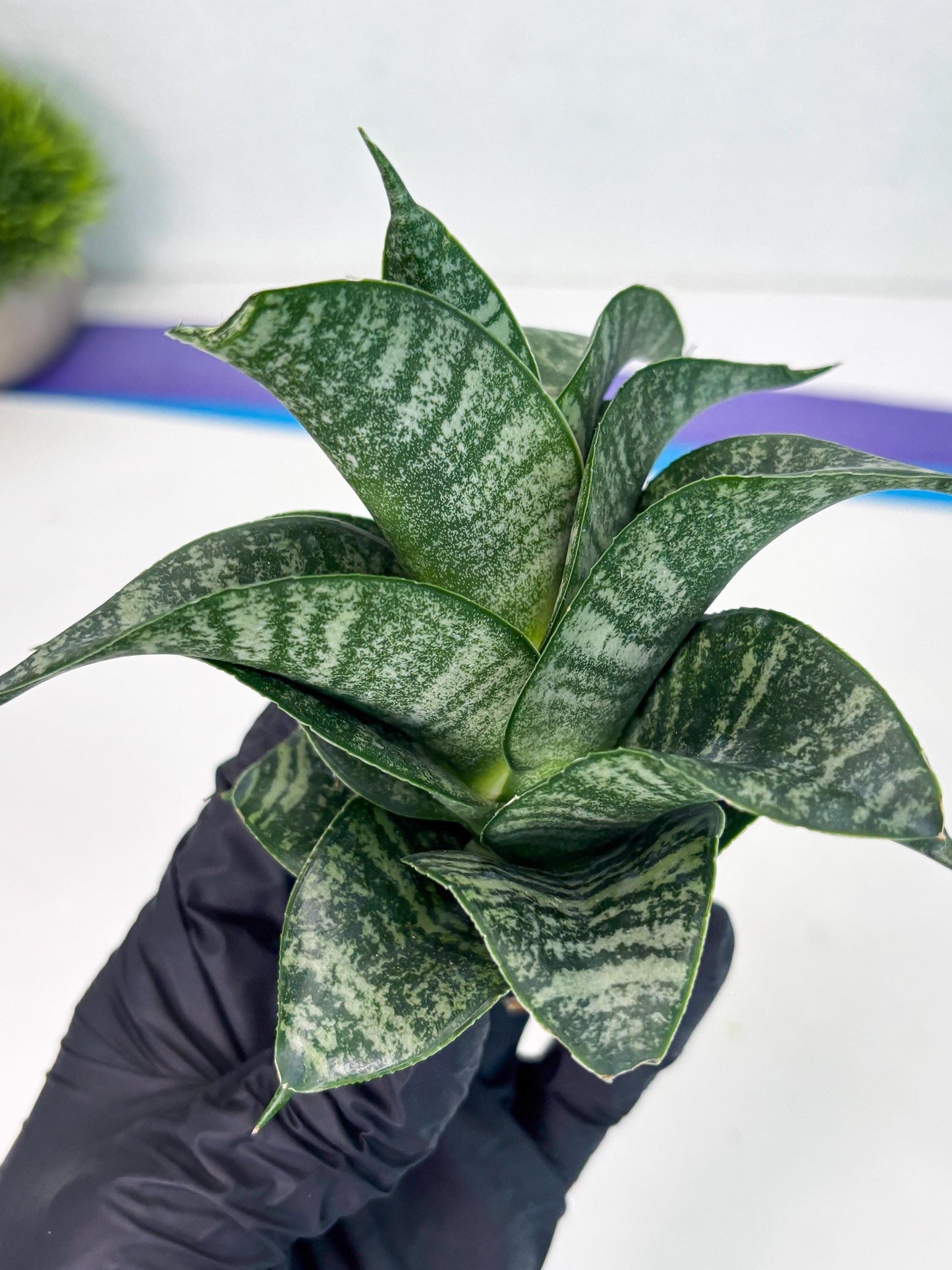 Sansevieria Dipsi (Ha5) (1) | Rare hybrid Snake Plant