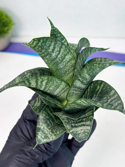 Sansevieria Dipsi (Ha5) (1) | Rare hybrid Snake Plant
