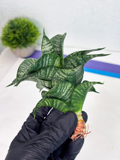 Sansevieria Dipsi (Ha5) (1) | Rare hybrid Snake Plant