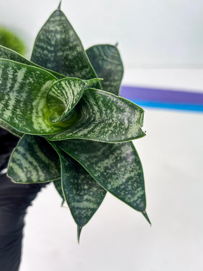 Sansevieria Dipsi (Ha5) (1) | Rare hybrid Snake Plant