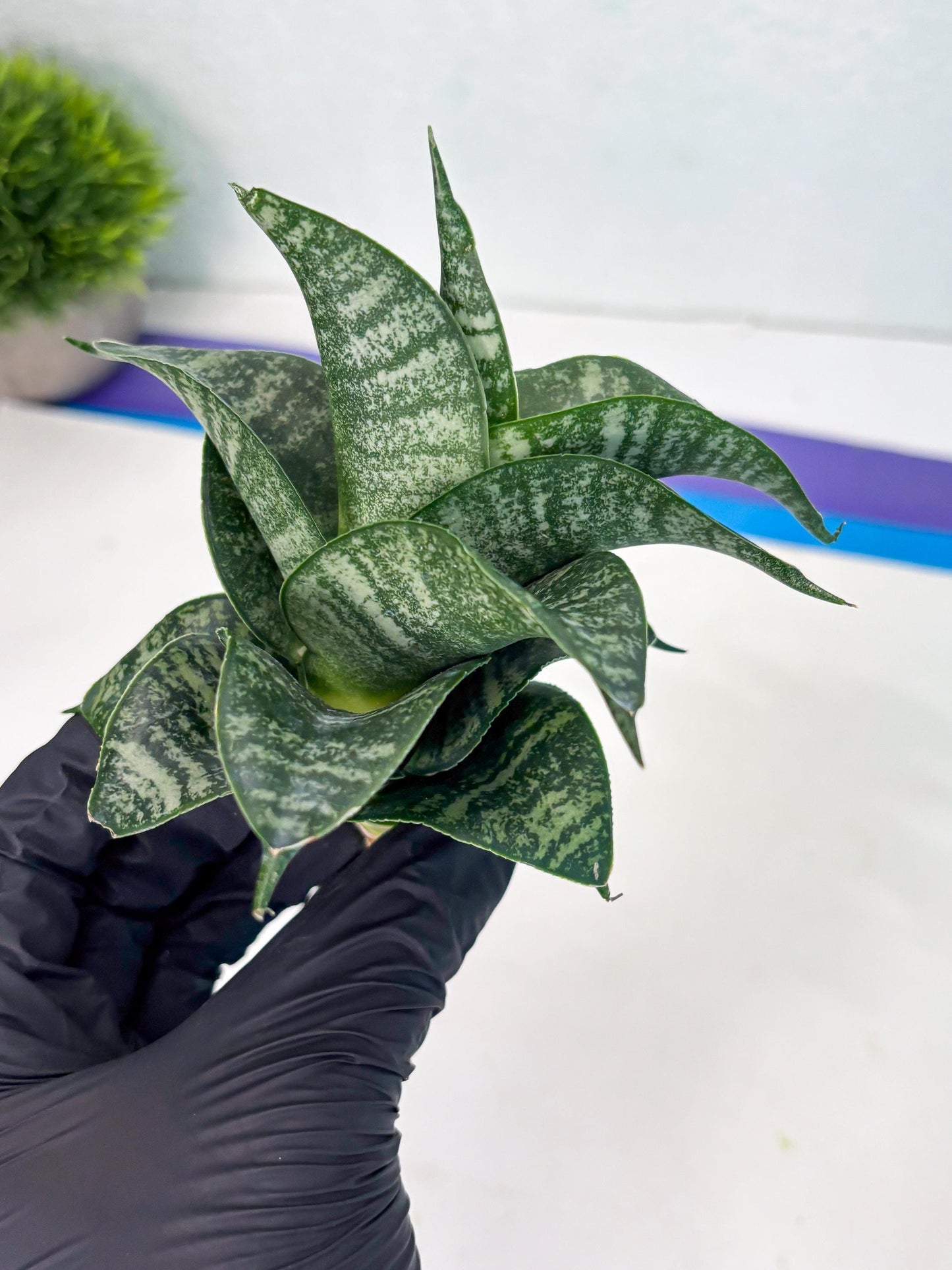 Sansevieria Dipsi (Ha5) (1) | Rare hybrid Snake Plant