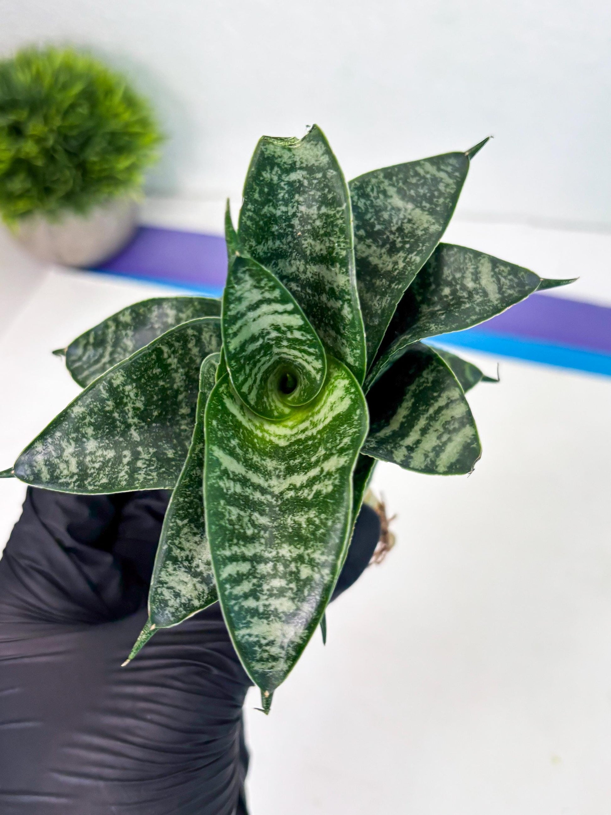 Sansevieria Dipsi (Ha5) (1) | Rare hybrid Snake Plant