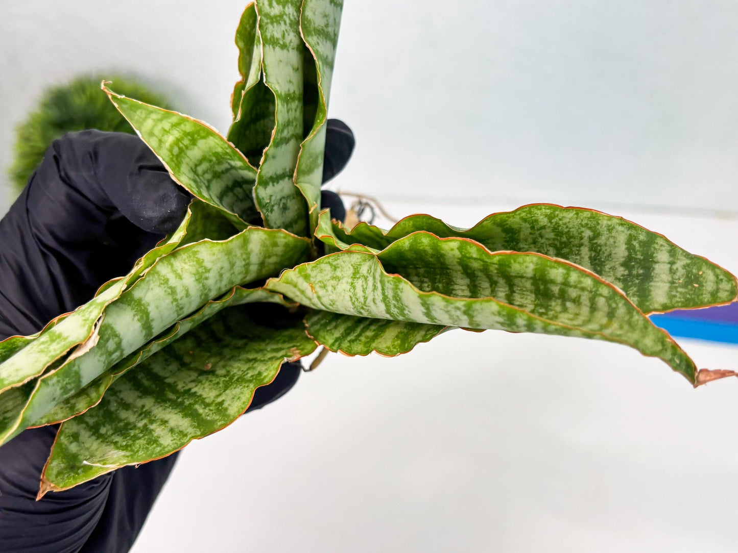 Sansevieria Tidar (Ha5) (6) | Hybrid Snake Plant