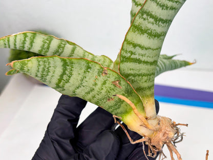 Sansevieria Tidar (Ha5) (6) | Hybrid Snake Plant