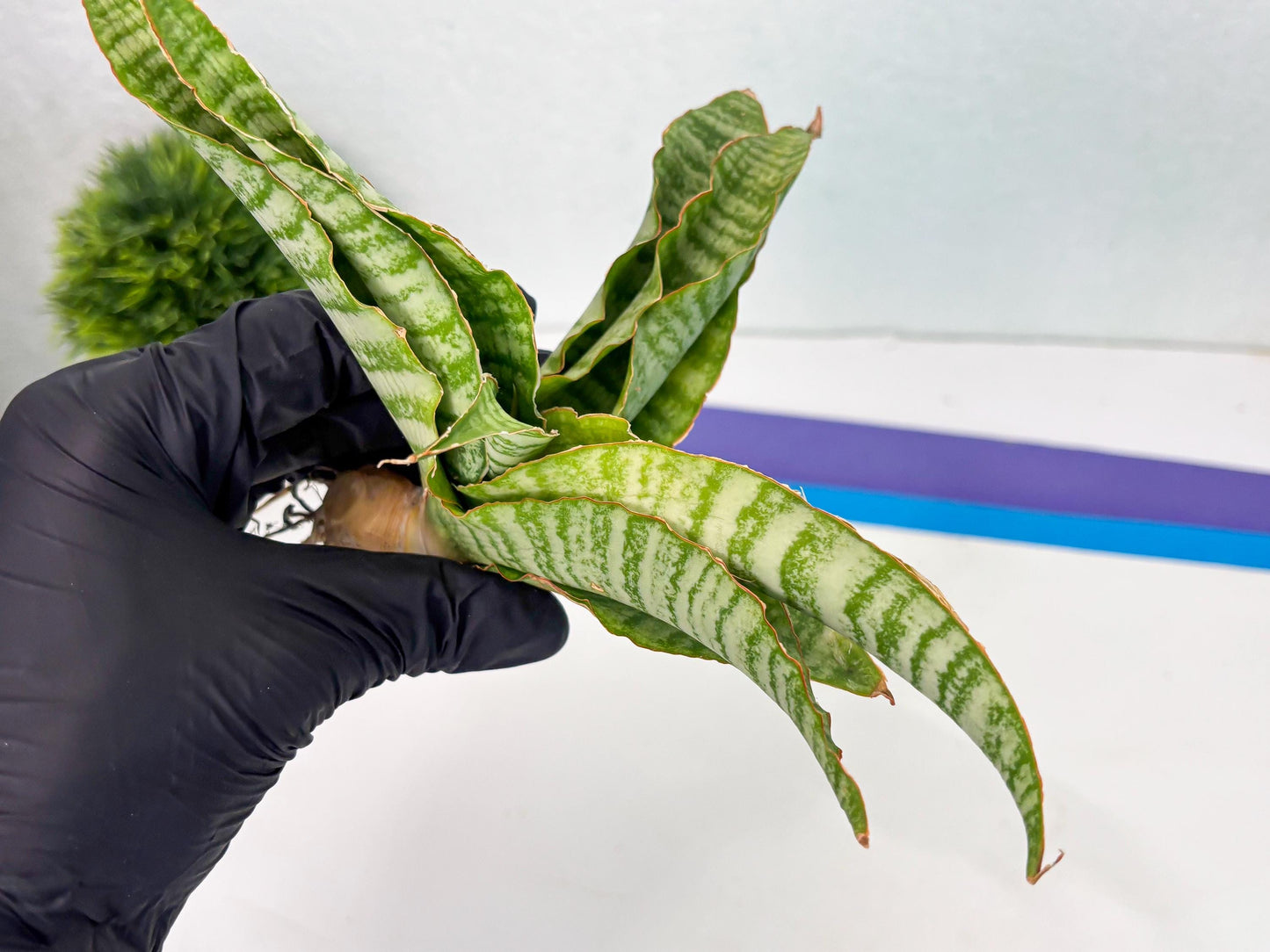 Sansevieria Tidar (Ha5) (6) | Hybrid Snake Plant