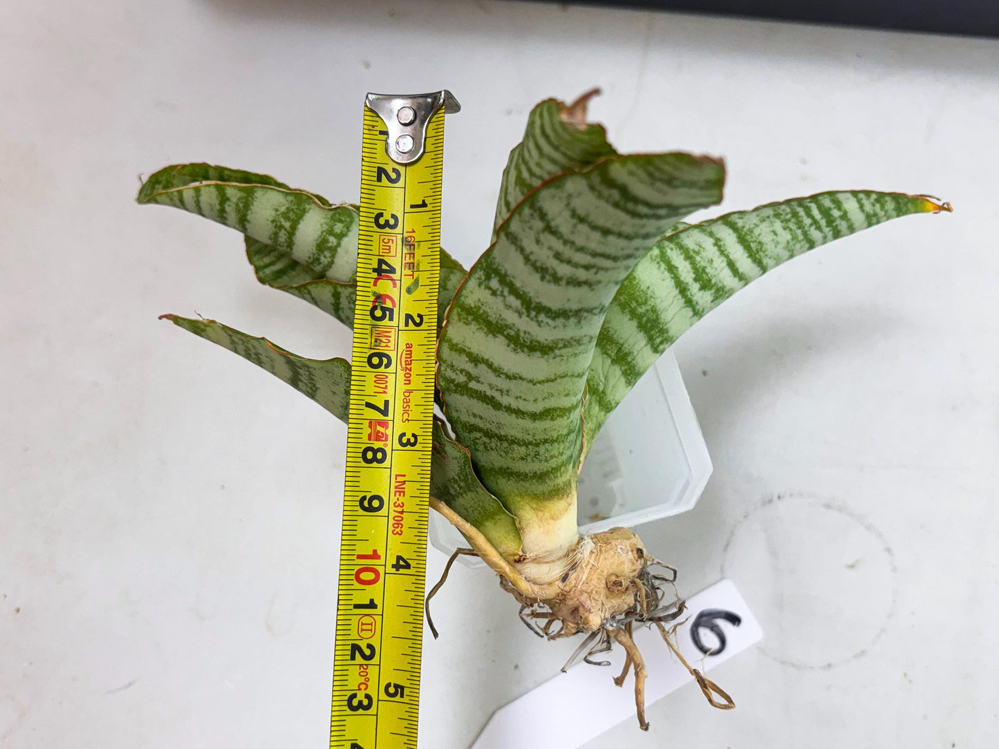 Sansevieria Tidar (Ha5) (6) | Hybrid Snake Plant