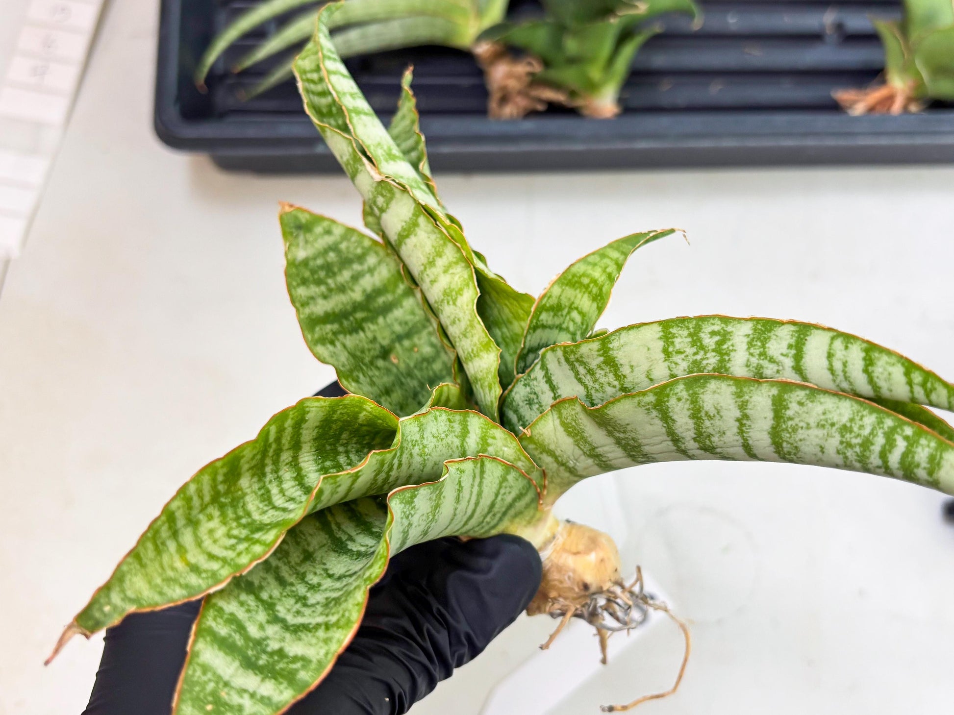 Sansevieria Tidar (Ha5) (6) | Hybrid Snake Plant