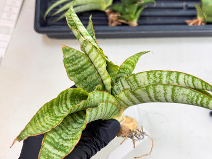 Sansevieria Tidar (Ha5) (6) | Hybrid Snake Plant