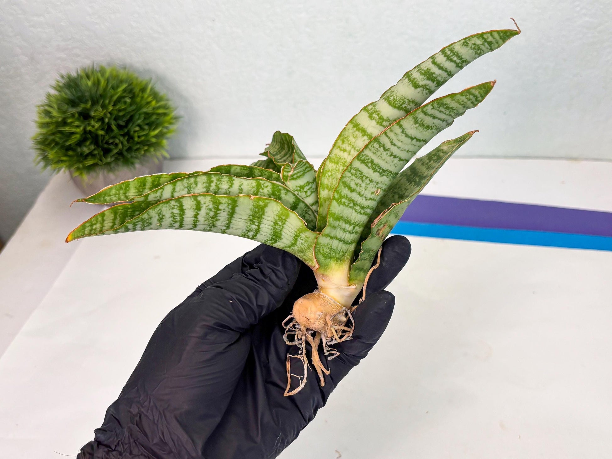 Sansevieria Tidar (Ha5) (6) | Hybrid Snake Plant