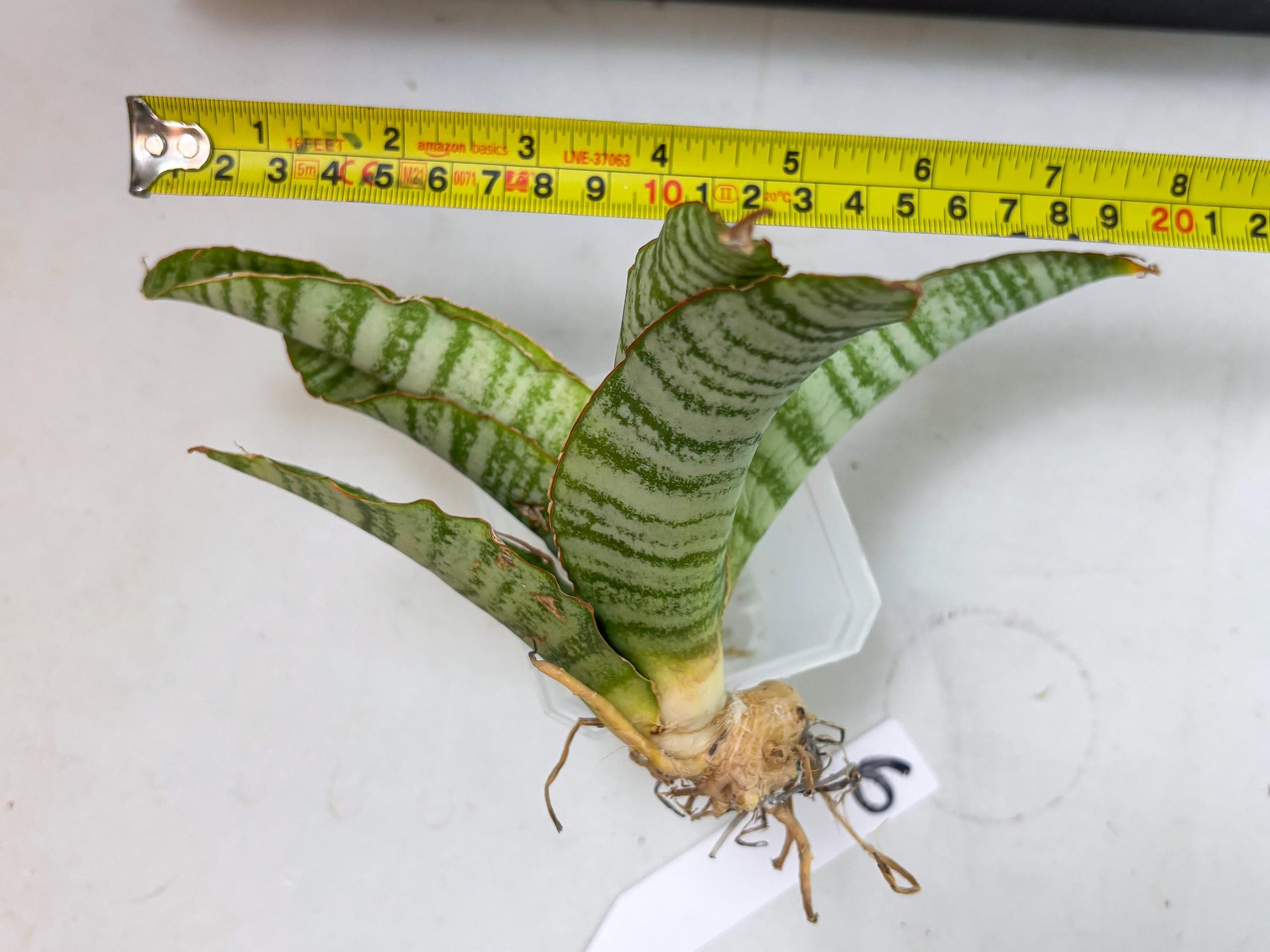 Sansevieria Tidar (Ha5) (6) | Hybrid Snake Plant