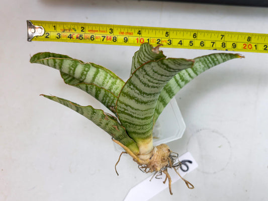 Sansevieria Tidar (Ha5) (6) | Hybrid Snake Plant