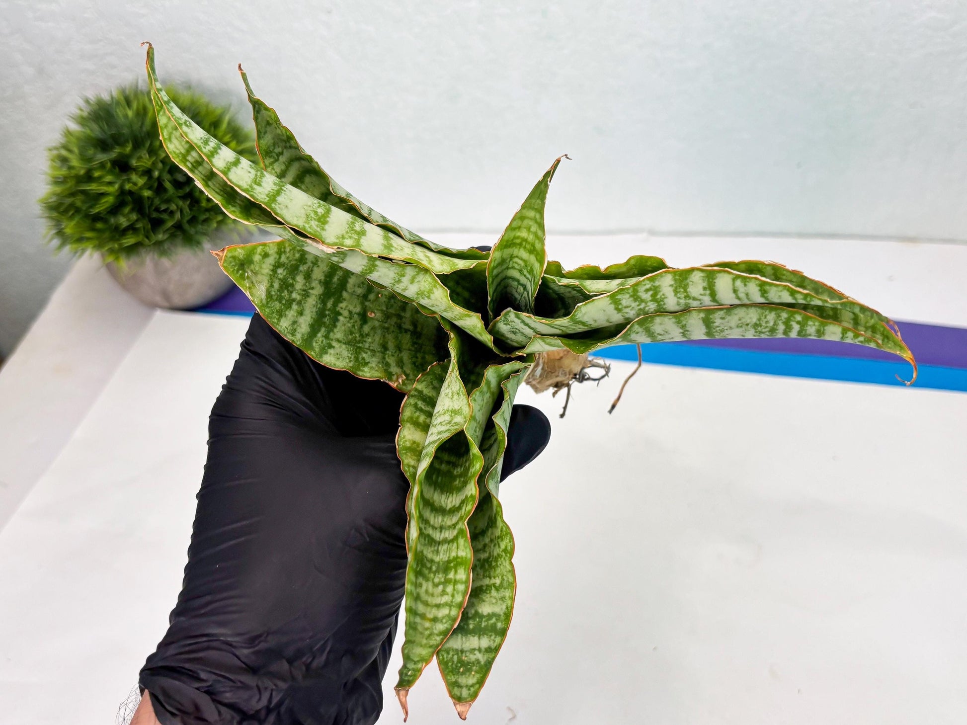 Sansevieria Tidar (Ha5) (6) | Hybrid Snake Plant