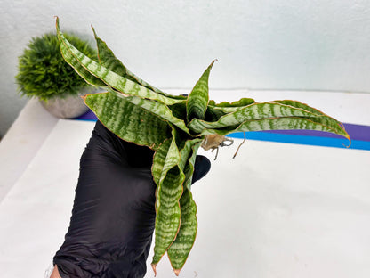 Sansevieria Tidar (Ha5) (6) | Hybrid Snake Plant