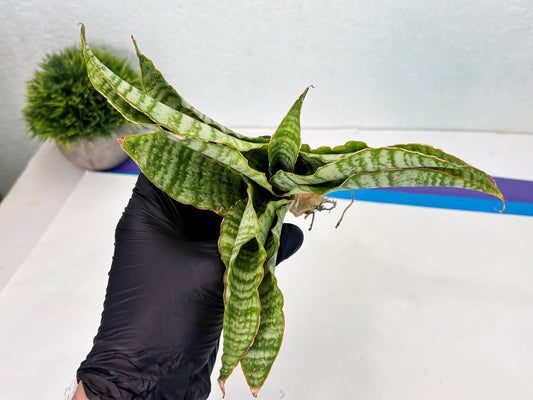 Sansevieria Tidar (Ha5) (6) | Hybrid Snake Plant