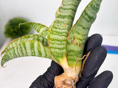 Sansevieria Tidar (Ha5) (6) | Hybrid Snake Plant