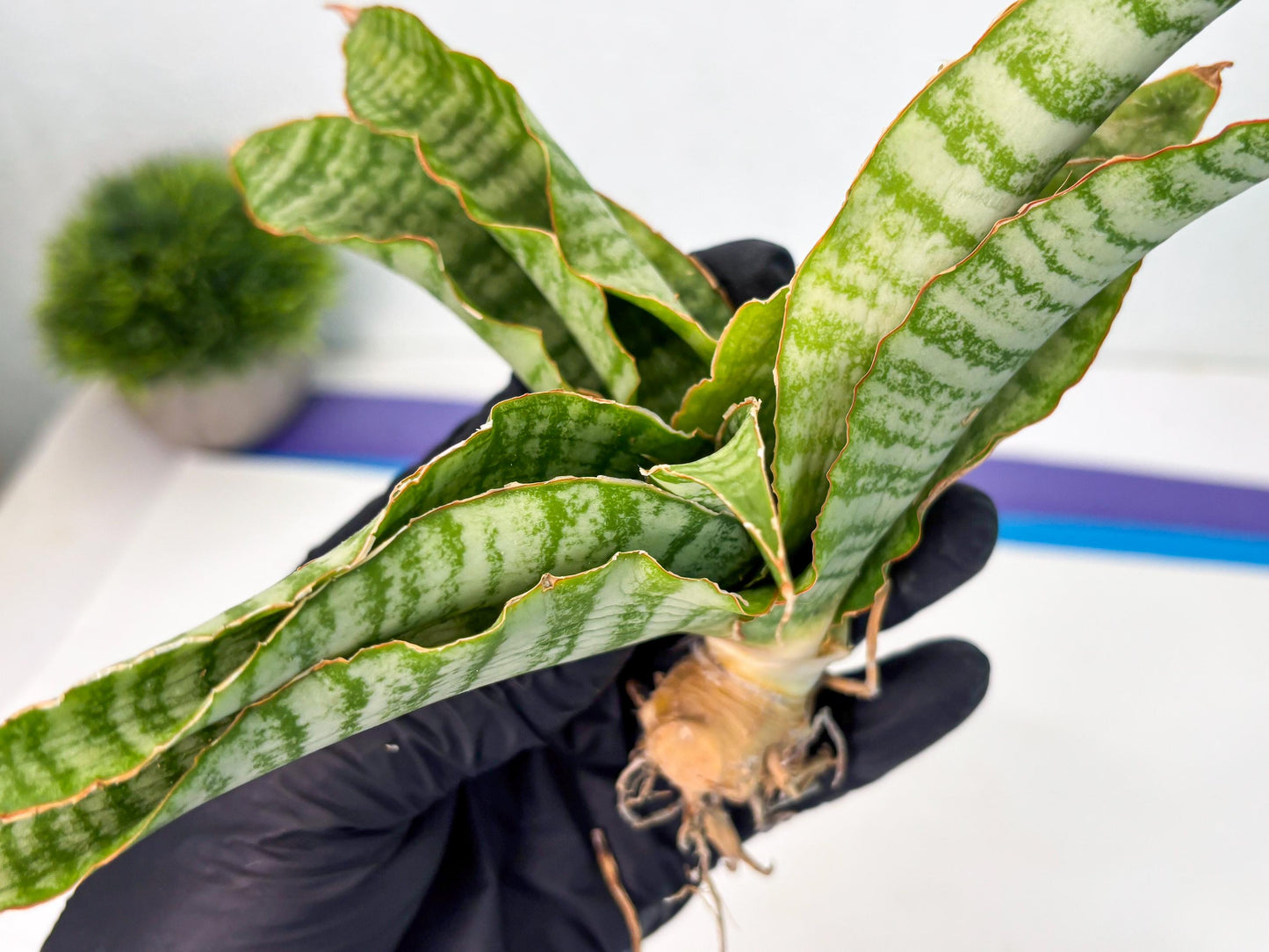 Sansevieria Tidar (Ha5) (6) | Hybrid Snake Plant