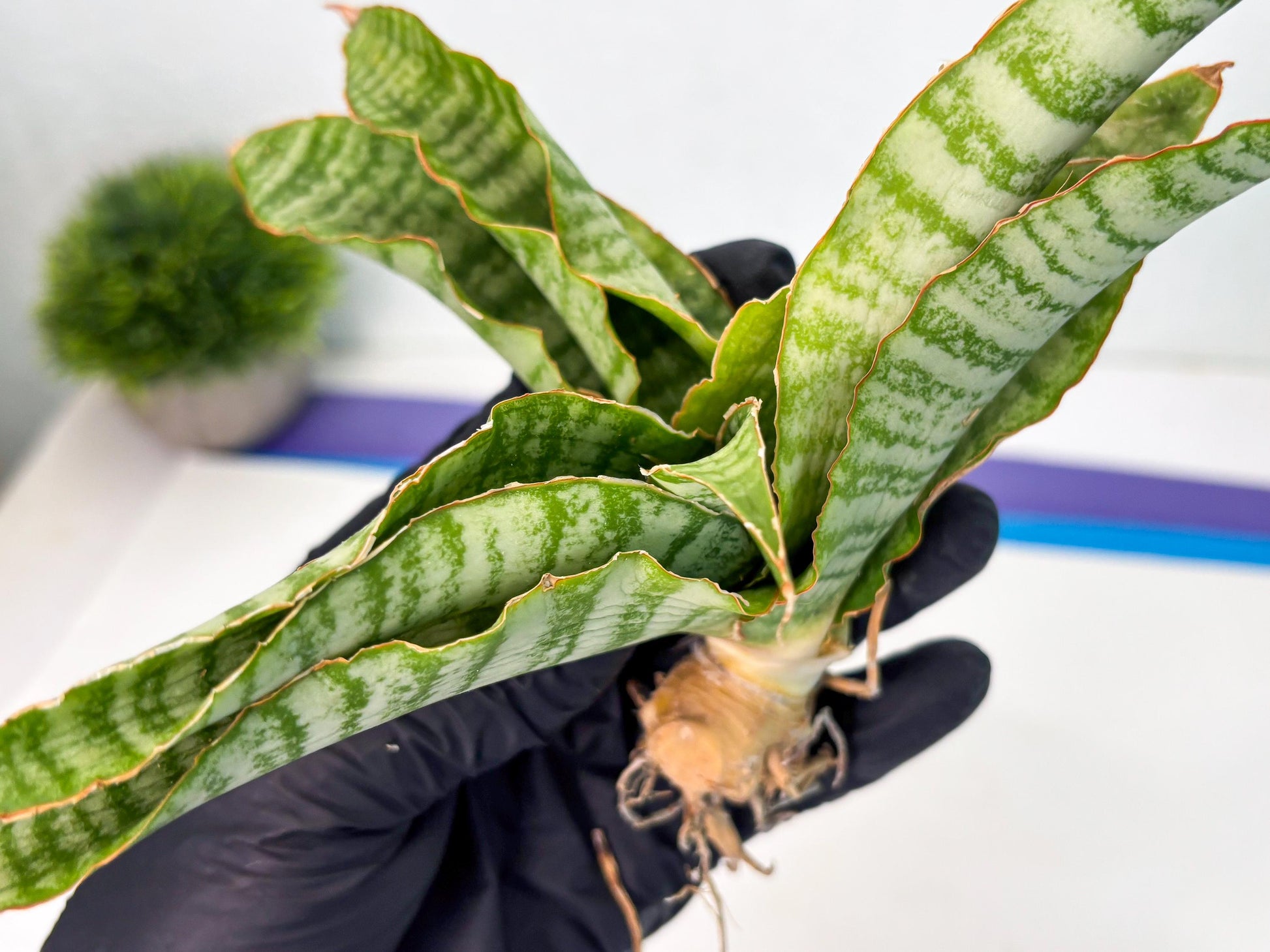 Sansevieria Tidar (Ha5) (6) | Hybrid Snake Plant