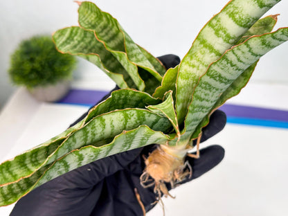 Sansevieria Tidar (Ha5) (6) | Hybrid Snake Plant