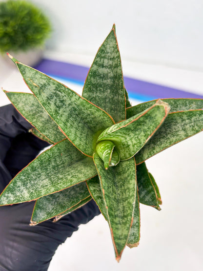 Sansevieria Teletubbies (Ha5) (7) | Imported hybrids