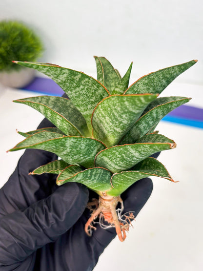 Sansevieria Teletubbies (Ha5) (7) | Imported hybrids