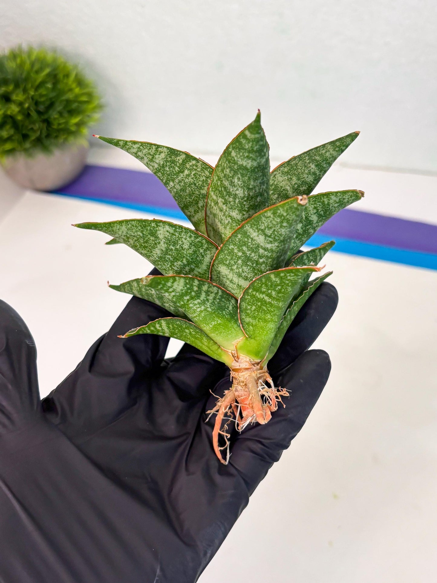 Sansevieria Teletubbies (Ha5) (7) | Imported hybrids
