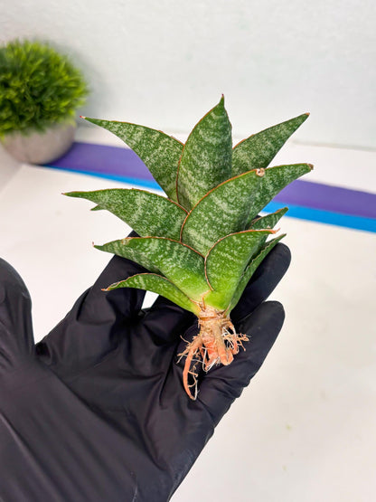 Sansevieria Teletubbies (Ha5) (7) | Imported hybrids