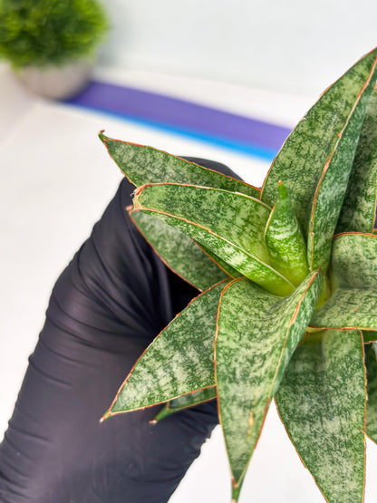 Sansevieria Teletubbies (Ha5) (7) | Imported hybrids