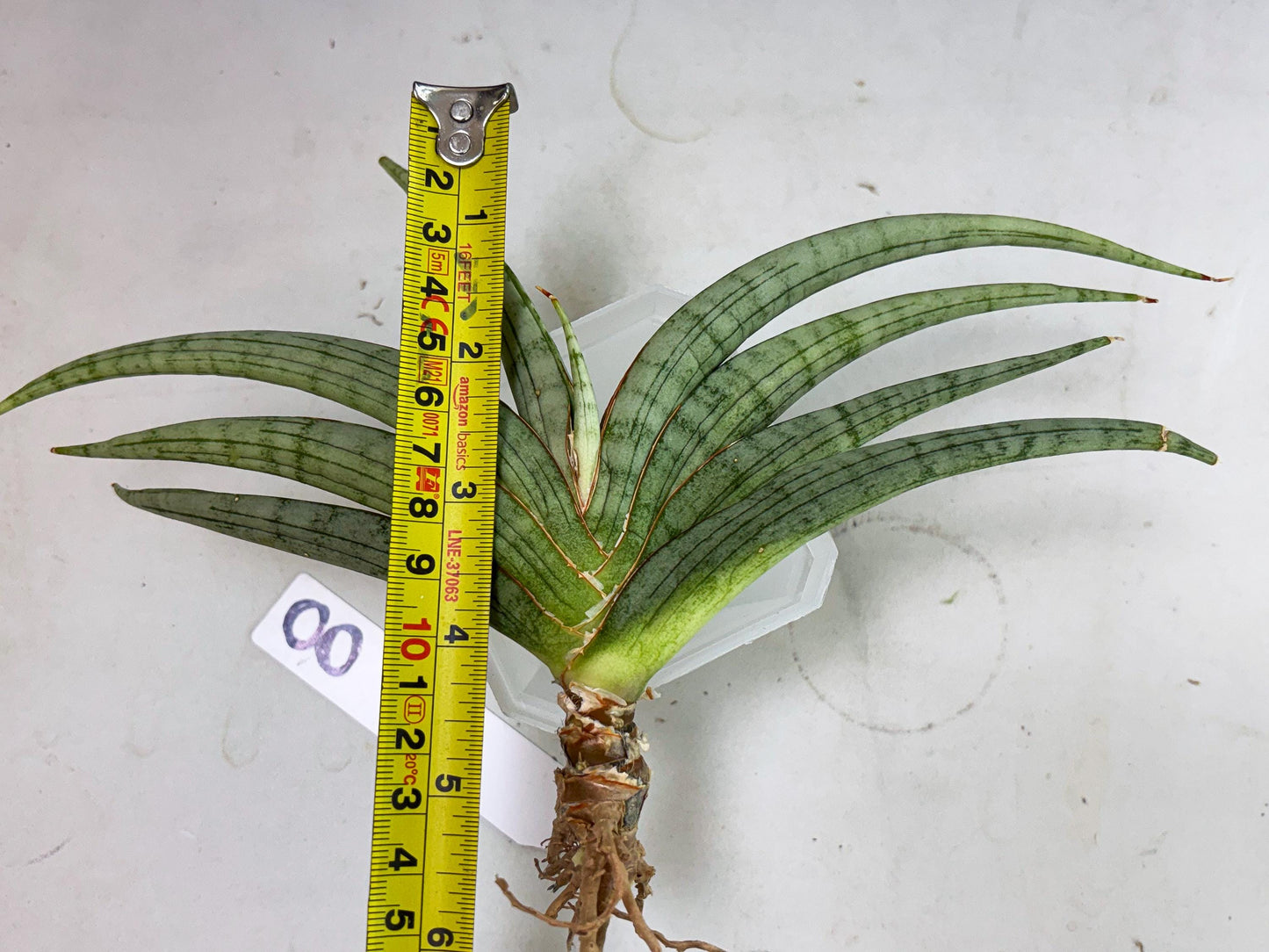 Sansevieria Serayu (Ha5) (8) | Rare hybrid Snake Plant