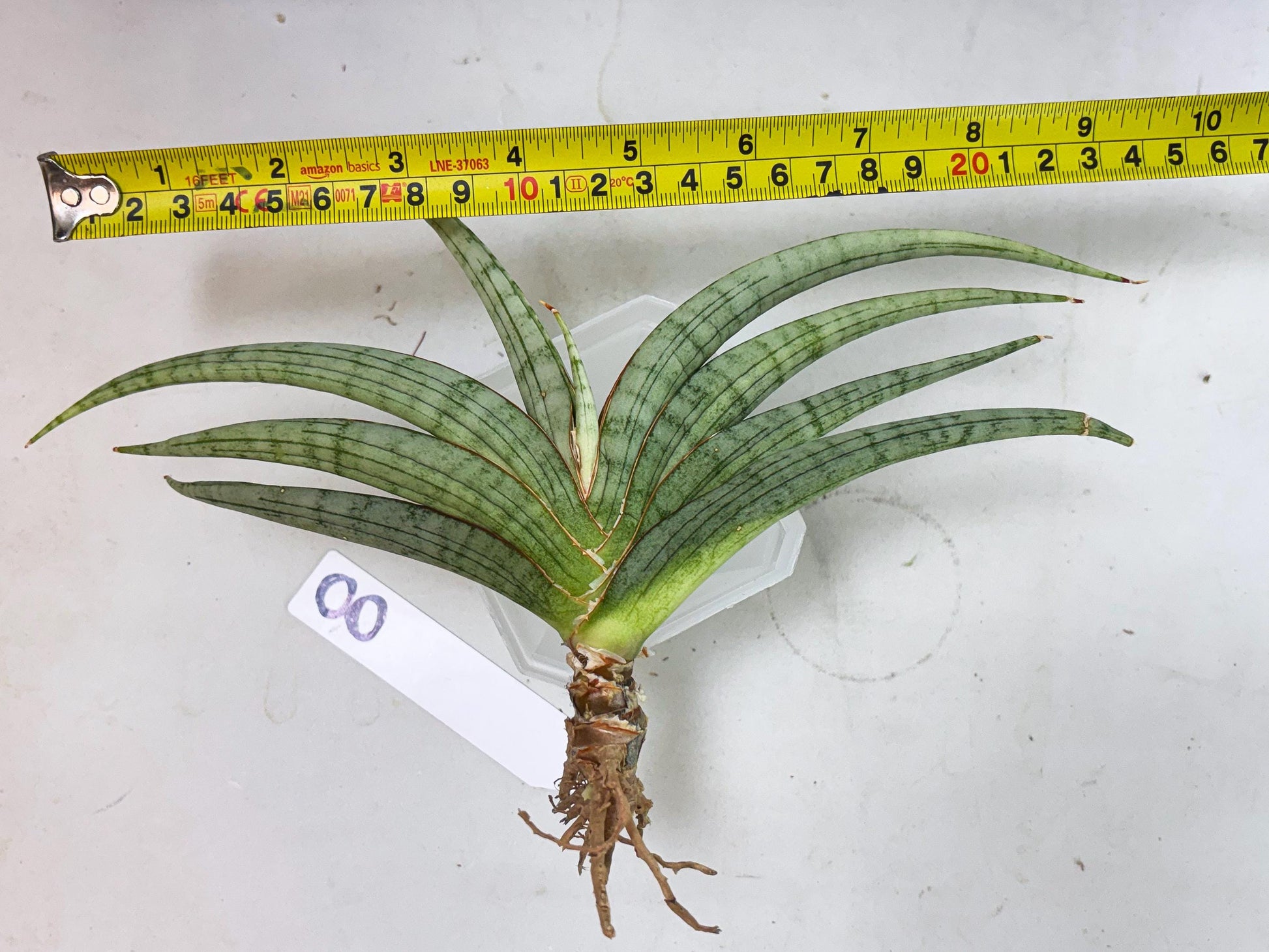 Sansevieria Serayu (Ha5) (8) | Rare hybrid Snake Plant